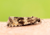 49.166 BF1076 Celypha lacunana