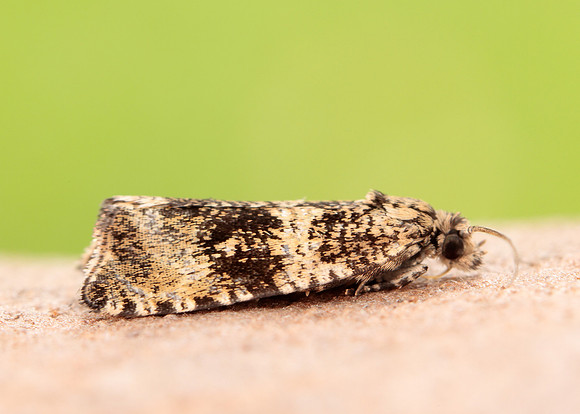 49.166 BF1076 Celypha lacunana