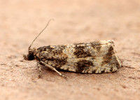 49.166 BF1076 Celypha lacunana