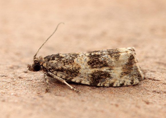 49.166 BF1076 Celypha lacunana