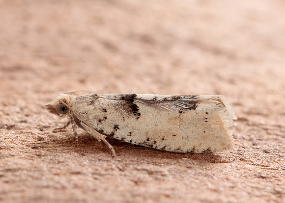 49.254 BF1133 Epinotia bilunana