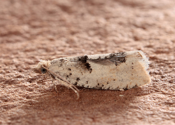 49.254 BF1133 Epinotia bilunana