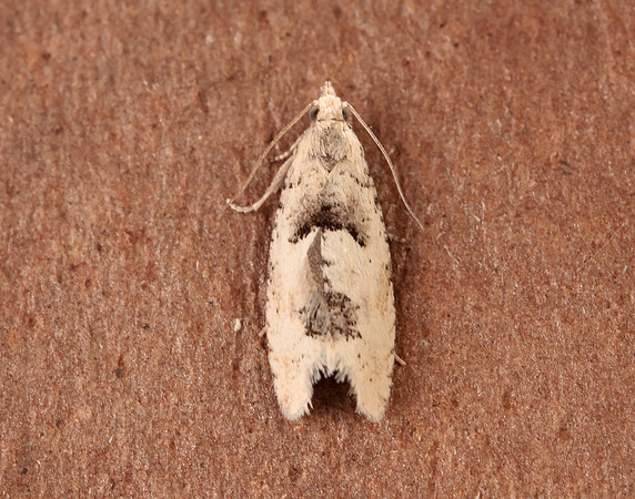 49.254 BF1133 Epinotia bilunana