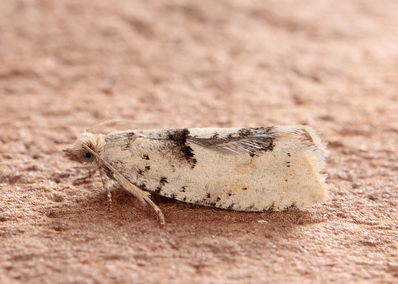 49.254 BF1133 Epinotia bilunana