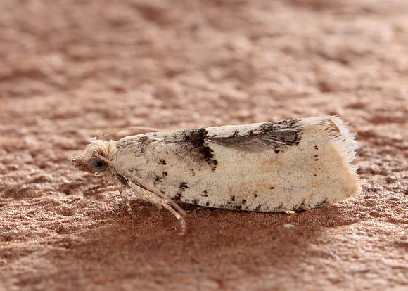 49.254 BF1133 Epinotia bilunana