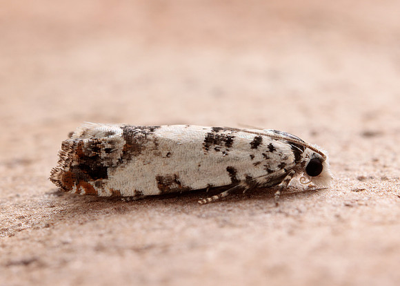49.269 BF1197 Eucosma campoliliana
