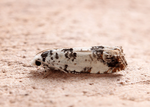 49.269 BF1197 Eucosma campoliliana