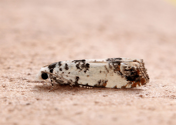 49.269 BF1197 Eucosma campoliliana