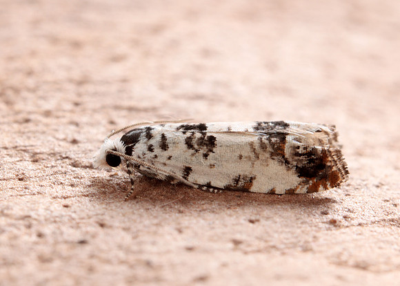 49.269 BF1197 Eucosma campoliliana