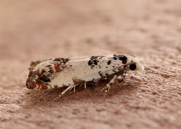 49.269 BF1197 Eucosma campoliliana