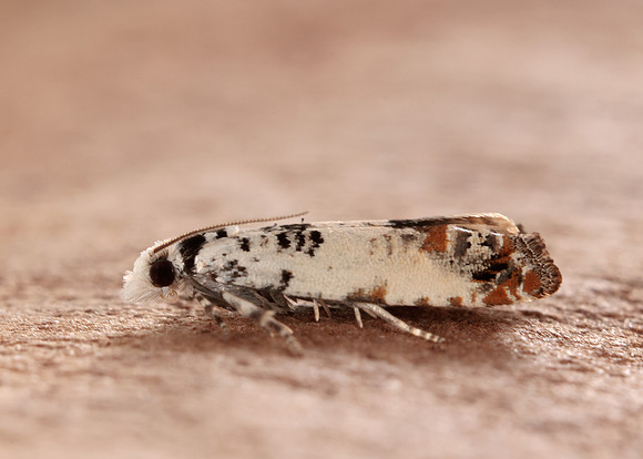 49.269 BF1197 Eucosma campoliliana