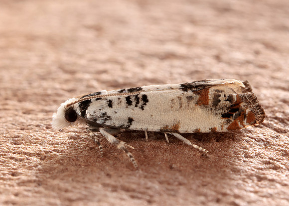 49.269 BF1197 Eucosma campoliliana