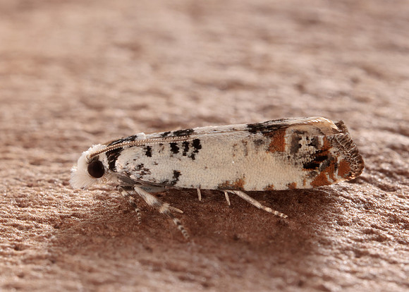 49.269 BF1197 Eucosma campoliliana