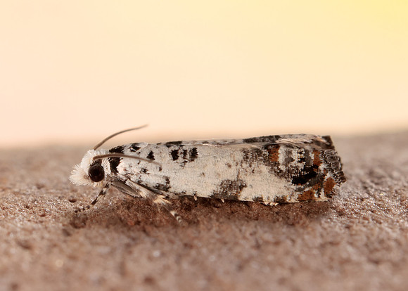 49.269 BF1197 Eucosma campoliliana
