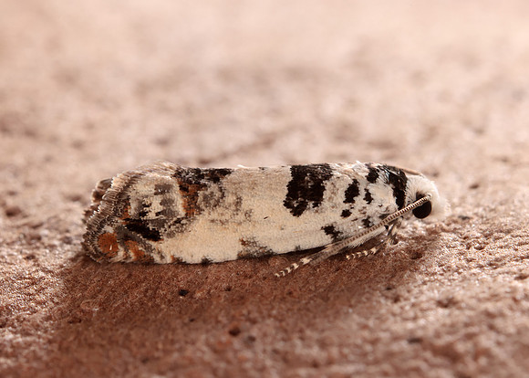 49.269 BF1197 Eucosma campoliliana