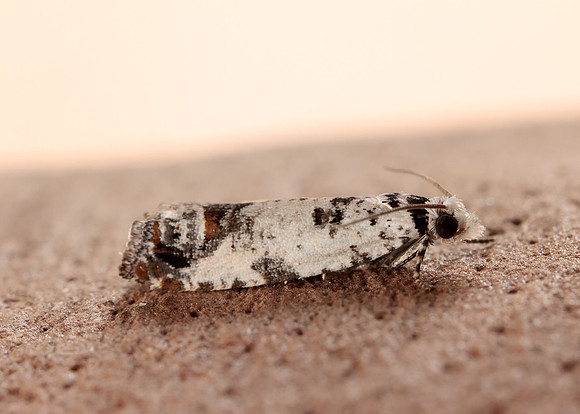 49.269 BF1197 Eucosma campoliliana