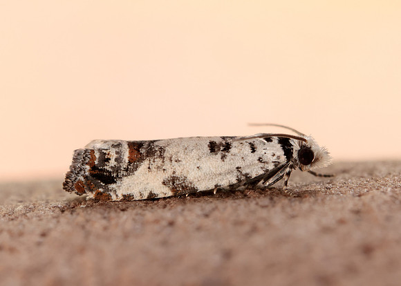 49.269 BF1197 Eucosma campoliliana