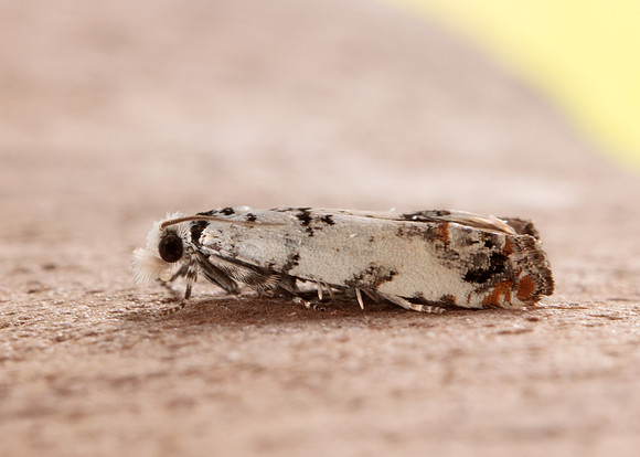 49.269 BF1197 Eucosma campoliliana