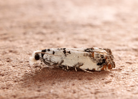 49.269 BF1197 Eucosma campoliliana