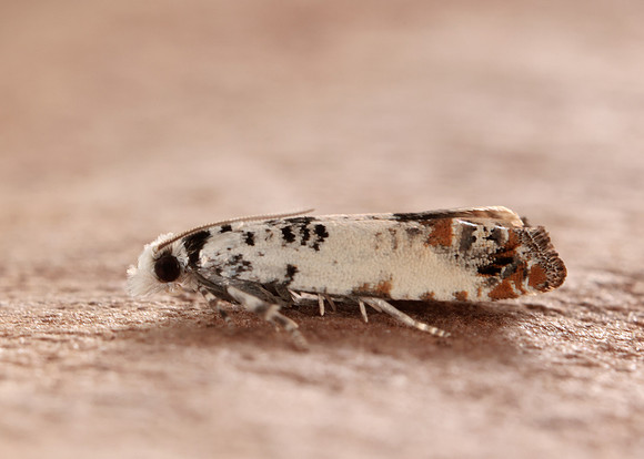 49.269 BF1197 Eucosma campoliliana