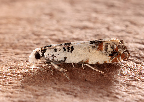 49.269 BF1197 Eucosma campoliliana