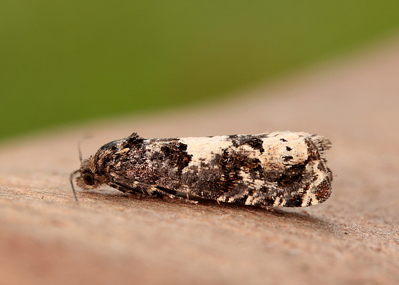 49.285 BF1184 Epiblema scutulana