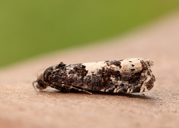 49.285 BF1184 Epiblema scutulana