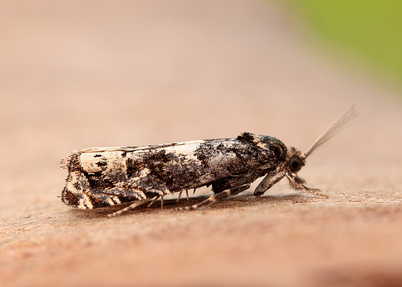 49.285 BF1184 Epiblema scutulana