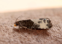 49.292 BF1174 Notocelia cynosbatella