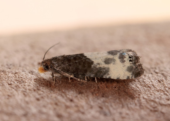 49.292 BF1174 Notocelia cynosbatella