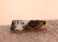 49.292 BF1174 Notocelia cynosbatella