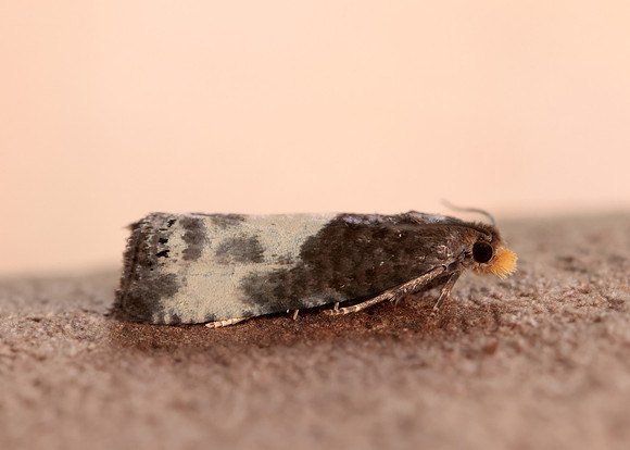 49.292 BF1174 Notocelia cynosbatella