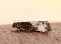 49.292 BF1174 Notocelia cynosbatella