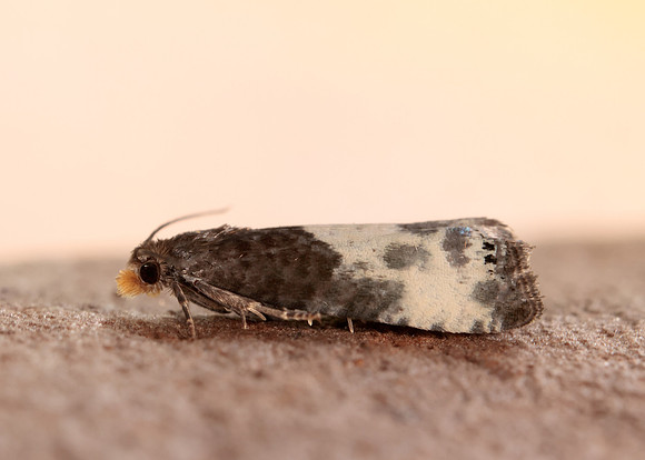 49.292 BF1174 Notocelia cynosbatella