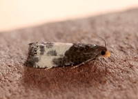 49.292 BF1174 Notocelia cynosbatella