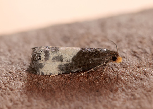 49.292 BF1174 Notocelia cynosbatella