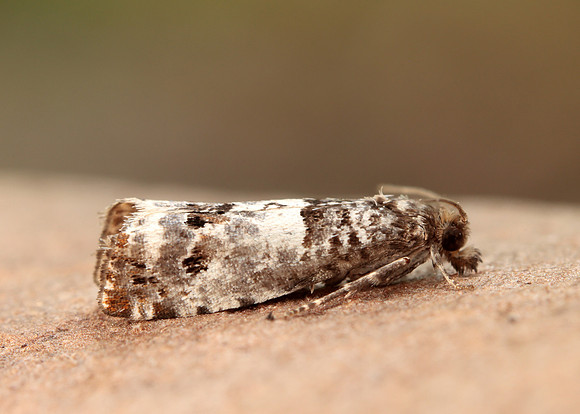 49.298 BF1176 Notocelia trimaculana
