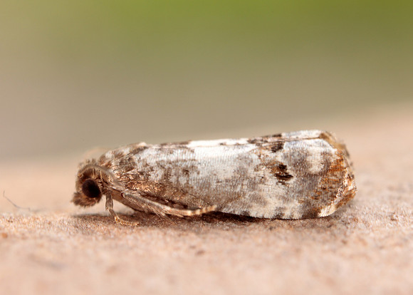 49.298 BF1176 Notocelia trimaculana
