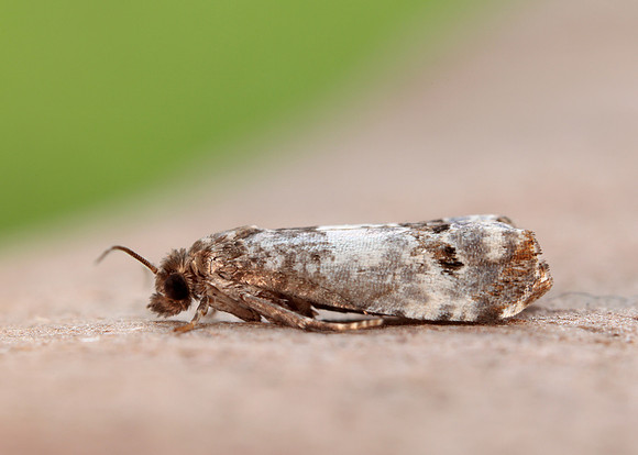 49.298 BF1176 Notocelia trimaculana