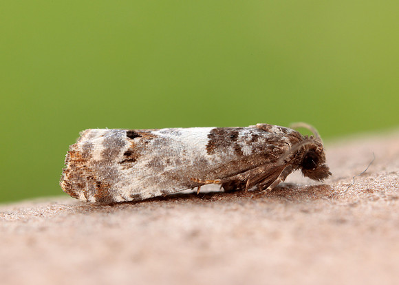 49.298 BF1176 Notocelia trimaculana