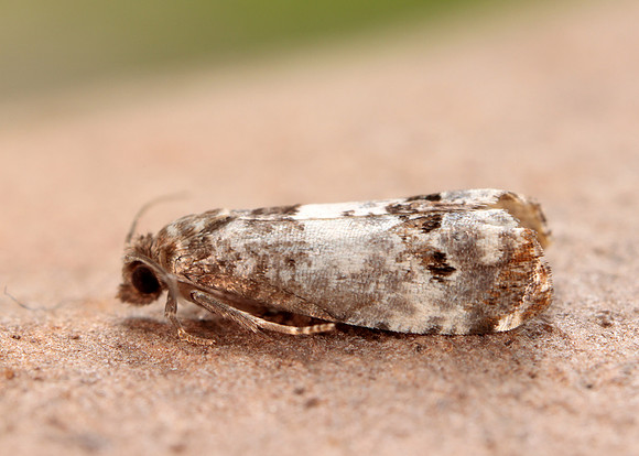 49.298 BF1176 Notocelia trimaculana