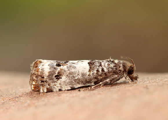 49.298 BF1176 Notocelia trimaculana