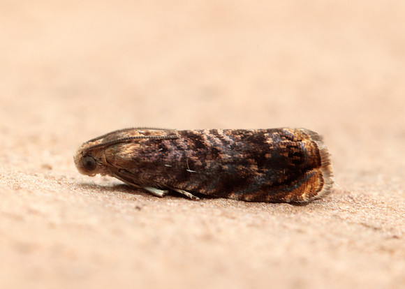 49.359 BF1245 Grapholita janthinana