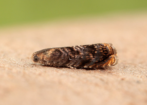 49.359 BF1245 Grapholita janthinana