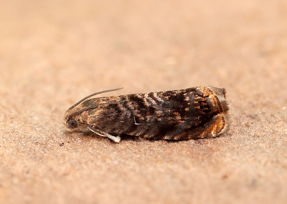 49.359 BF1245 Grapholita janthinana