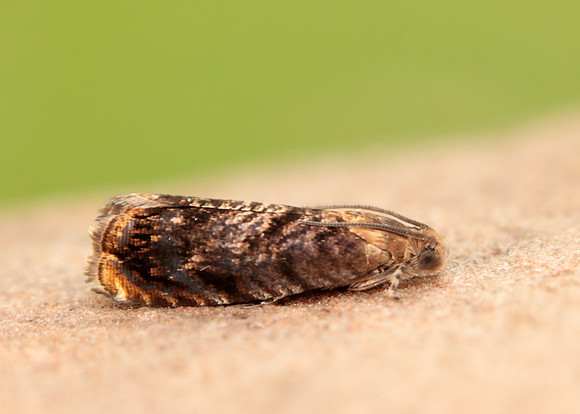 49.359 BF1245 Grapholita janthinana