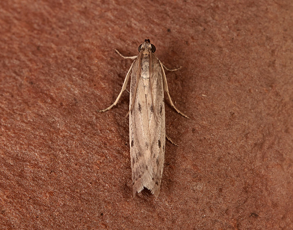 62.058 BF1483 Phycitodes binaevella