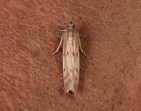 62.058 BF1483 Phycitodes binaevella