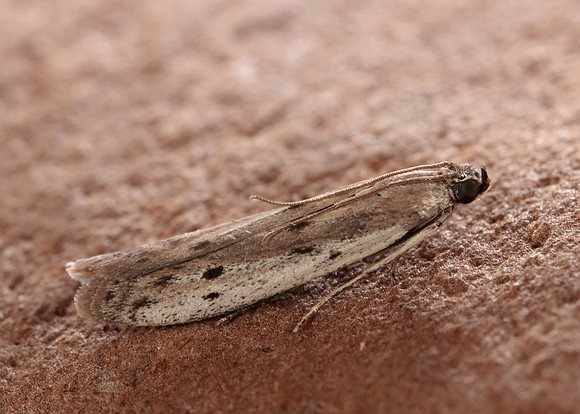 62.058 BF1483 Phycitodes binaevella