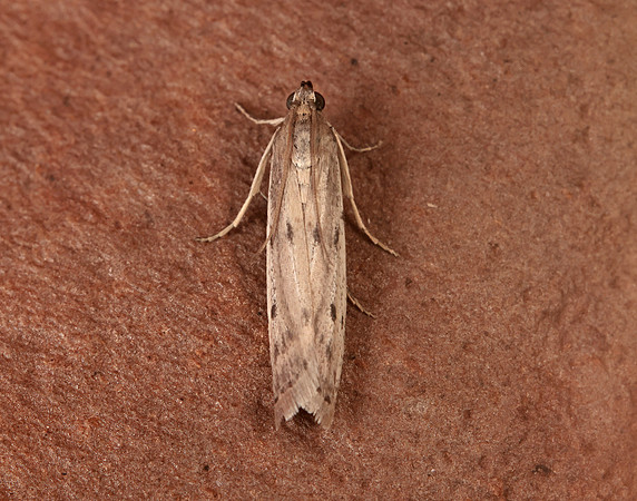 62.058 BF1483 Phycitodes binaevella
